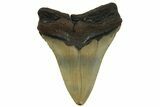 Serrated, Fossil Megalodon Tooth - North Carolina #299401-1